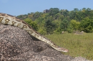 Python molurus