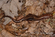 Desmognathus orestes