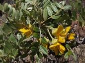 Sophora chrysophylla