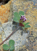 Trifolium macraei