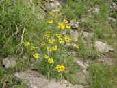 Heliopsis parvifolia