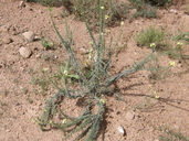 Lithospermum cobrense
