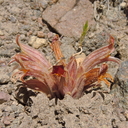Orobanche corymbosa