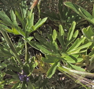 Delphinium stachydeum