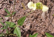 Macroptilium gibbosifolium