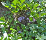 Hydrophyllum alpestre