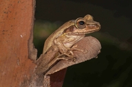 Boophis tephraeomystax