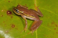 Heterixalus madagascariensis