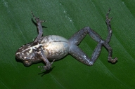 Mantidactylus sp.