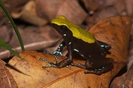 Mantella laevigata