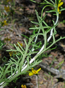 Eriophyllum jepsonii
