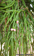 Phoradendron libocedri
