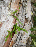 Phoradendron libocedri