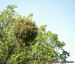 Phoradendron villosum