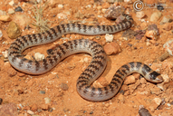 Narrow-banded Shovel-nosed Snake