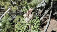 Hesperocyparis montana