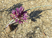 Allium fimbriatum var. fimbriatum