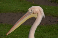 Pelecanus onocrotalus