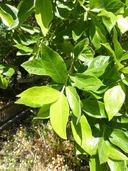 Combretum erythrophyllum