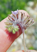 Phacelia cryptantha