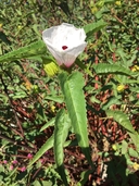 Hibiscus cisplatinus