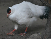 White-eared Pheasant