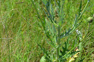 Cirsium grahamii