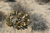 Beaver Tail Cactus
