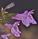 Calamintha sylvatica ssp. ascendens
