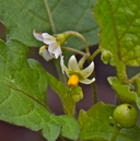 Solanum americanum;