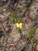 Evening Primrose