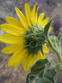 Helianthus annuus