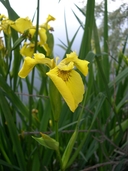 Pale-yellow Iris