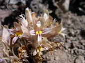 Orobanche corymbosa