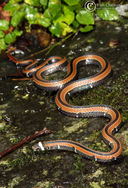 Hatori's Coral Snake