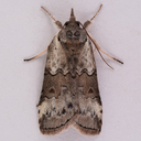 Grey Midget Moth