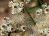 Anaphalis margaritacea