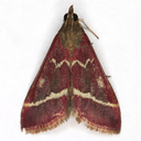 Volupial Mint Moth