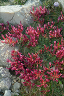 Astragalus illyricus