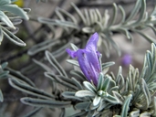 Leucophyllum alejandra