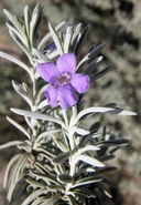 Leucophyllum alejandra