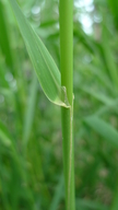 Phalaris arundinacea