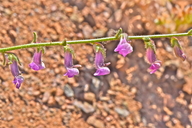 Antirrhinum vexillocalyculatum ssp. breweri