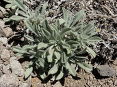 Oreocarya humilis ssp. humilis