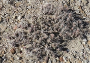 Corynopuntia grahamii
