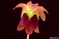 Sarracenia rubra ssp. viatorum