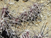 Corynopuntia grahamii