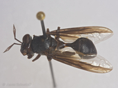 Polybiomyia sp. (nigra?)