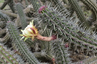 Stenocereus gummosus