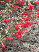 Salvia henryi